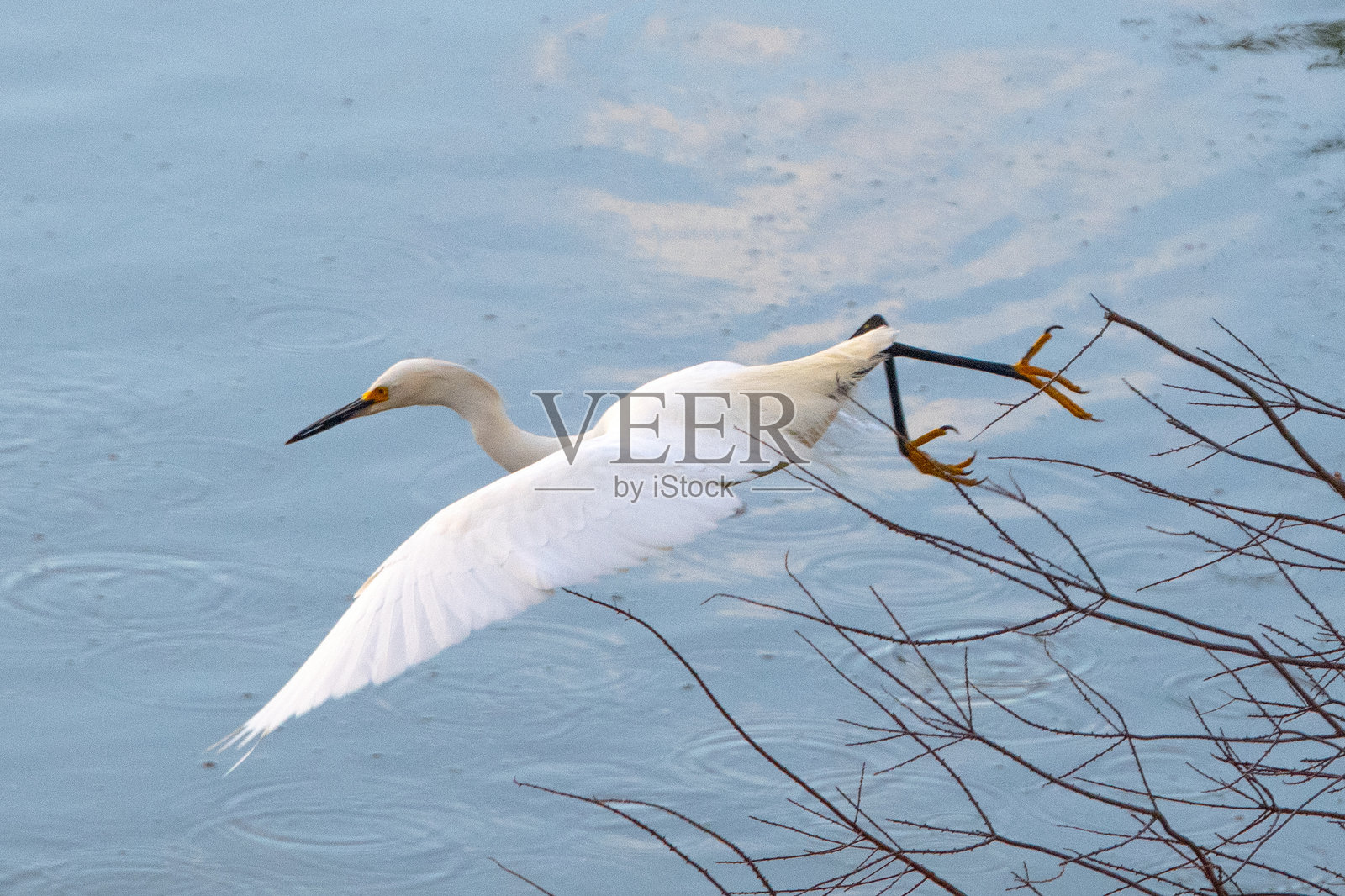 飞翔的白鹭 - 南卡罗来纳州希尔顿头岛照片摄影图片