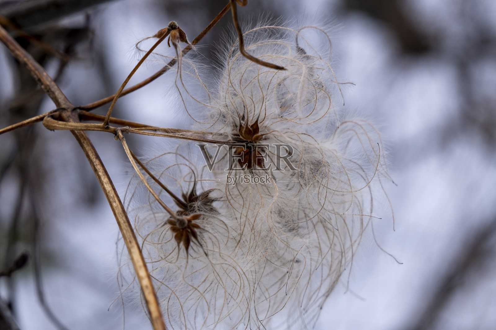 勒瓦尔·大卫,魁北克省照片摄影图片