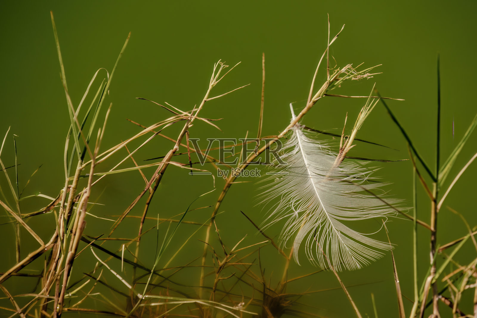 一根大白羽毛在绿色湖水中的草丛中漂浮照片摄影图片