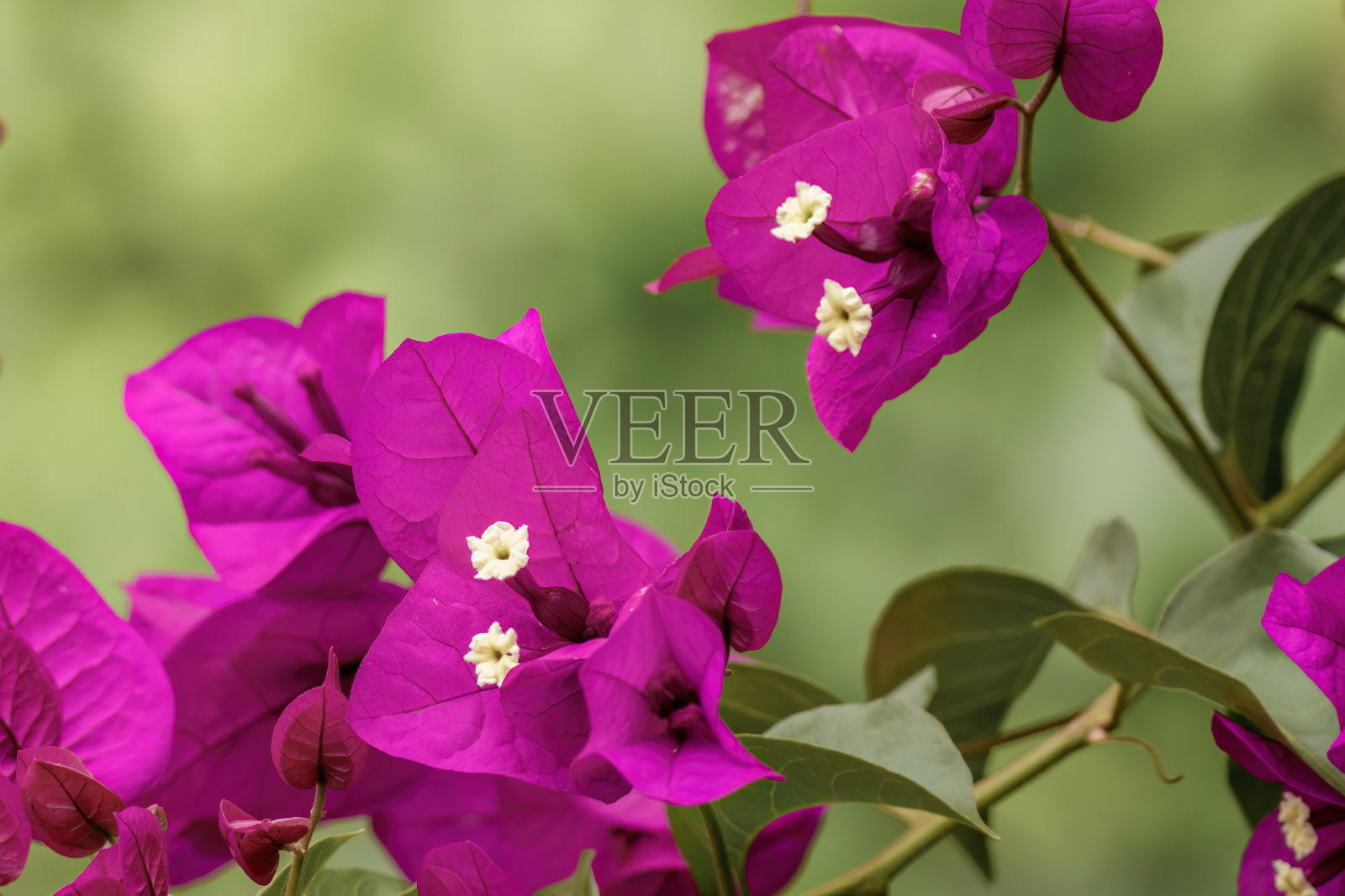 紫色的九重葛花在下午阳光下的特写摄影照片摄影图片