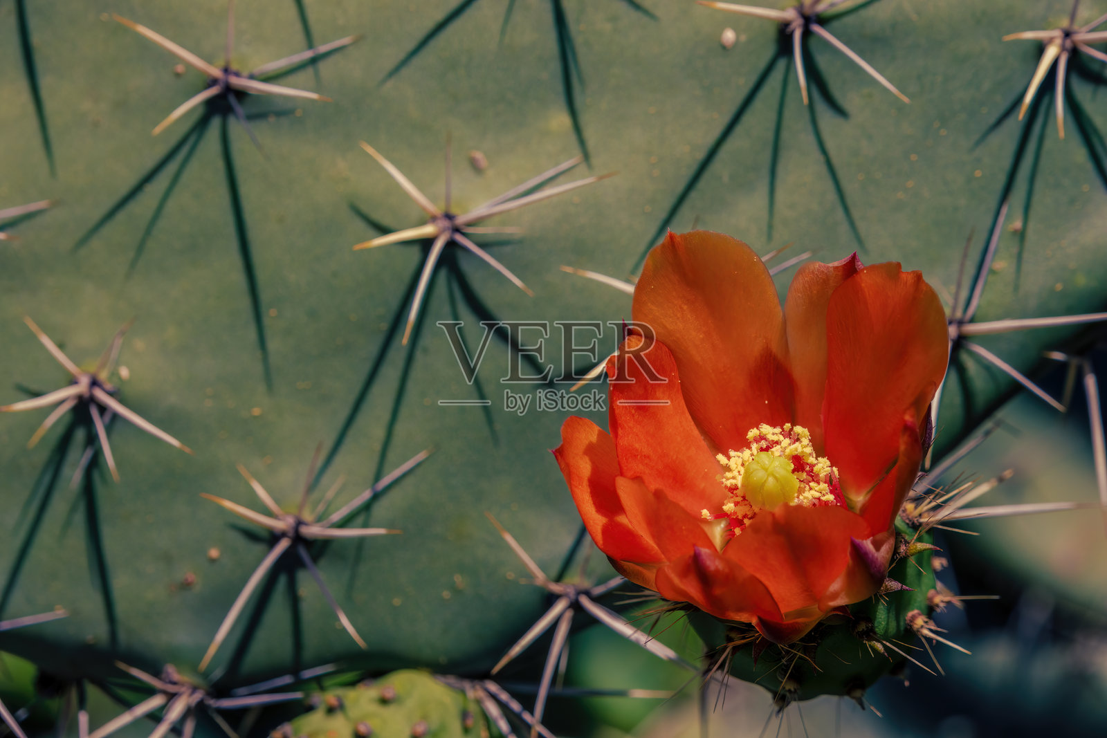 印度无刺仙人掌植物的异域红花特写镜头照片摄影图片