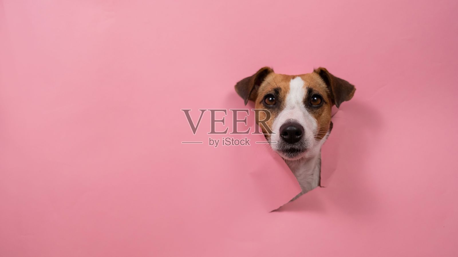 搞笑的杰克罗素梗狗撕扯粉色纸背景。照片摄影图片