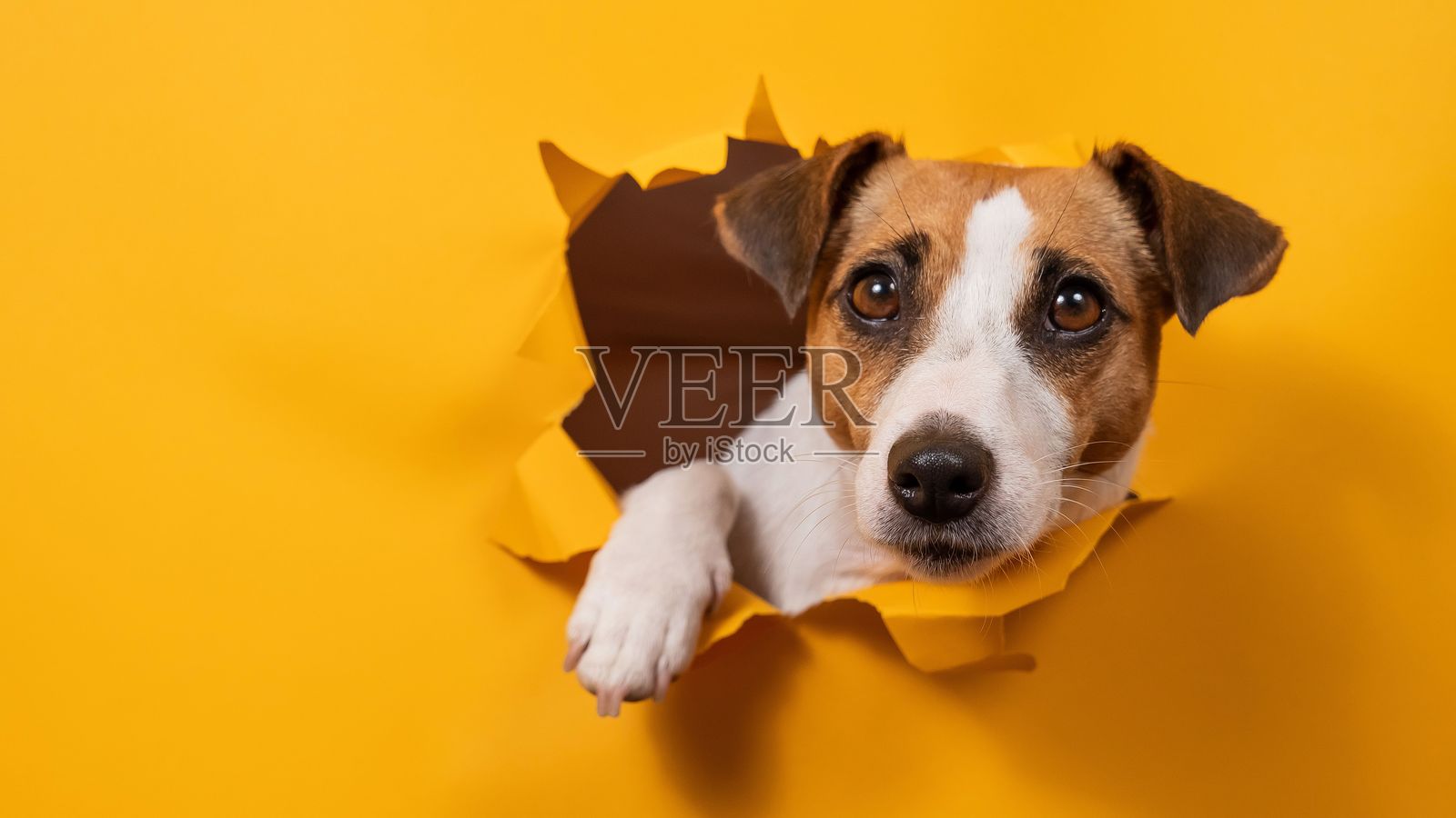 搞笑的杰克拉塞尔犬从纸质橙色背景中钻出来,撕扯着背景。照片摄影图片