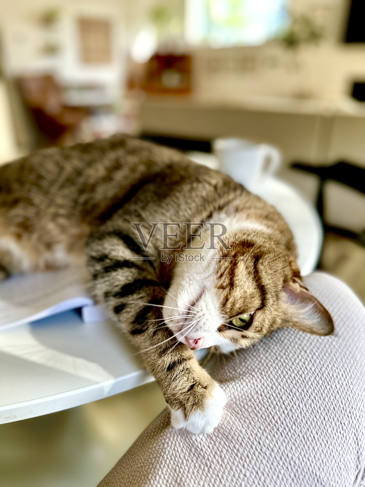 小猫躺在书上照片摄影图片