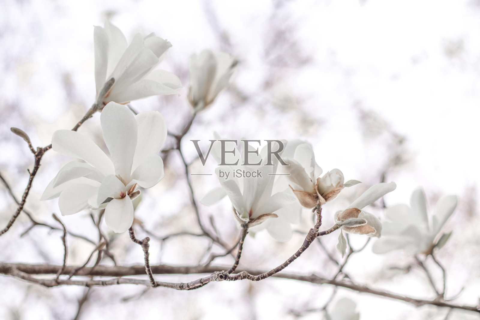 白玉兰花在早春时节盛开在树枝上照片摄影图片