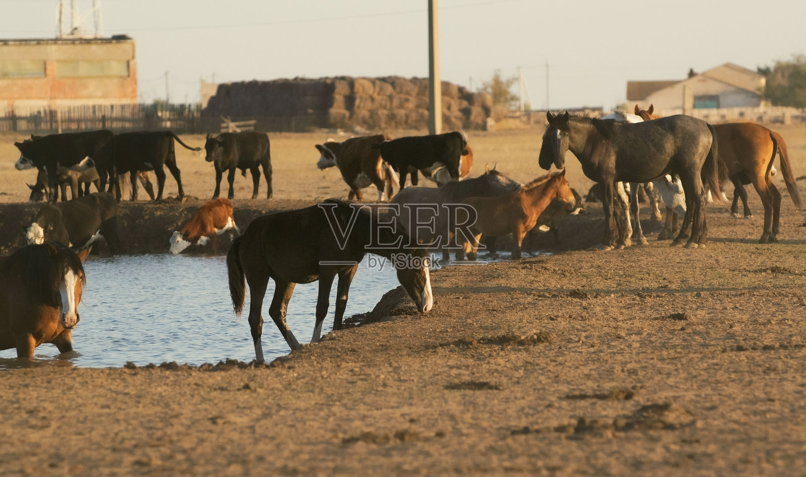马照片摄影图片