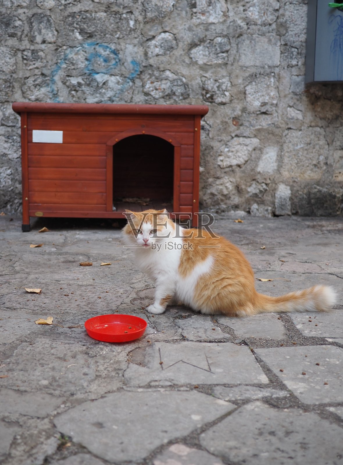 一只喂得饱饱的白红色流浪猫坐在红色碗旁,等待被喂食。照片摄影图片
