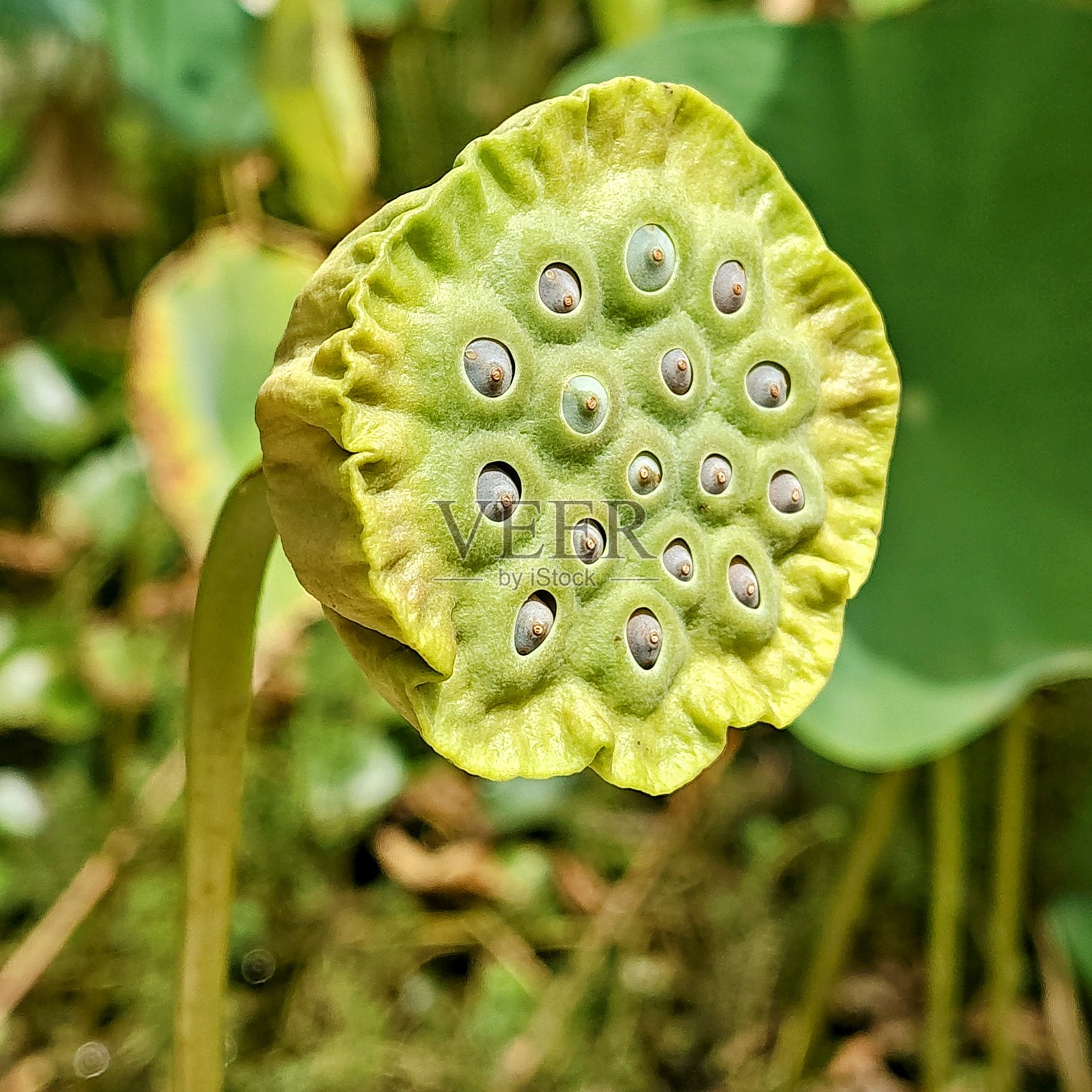 莲子照片摄影图片
