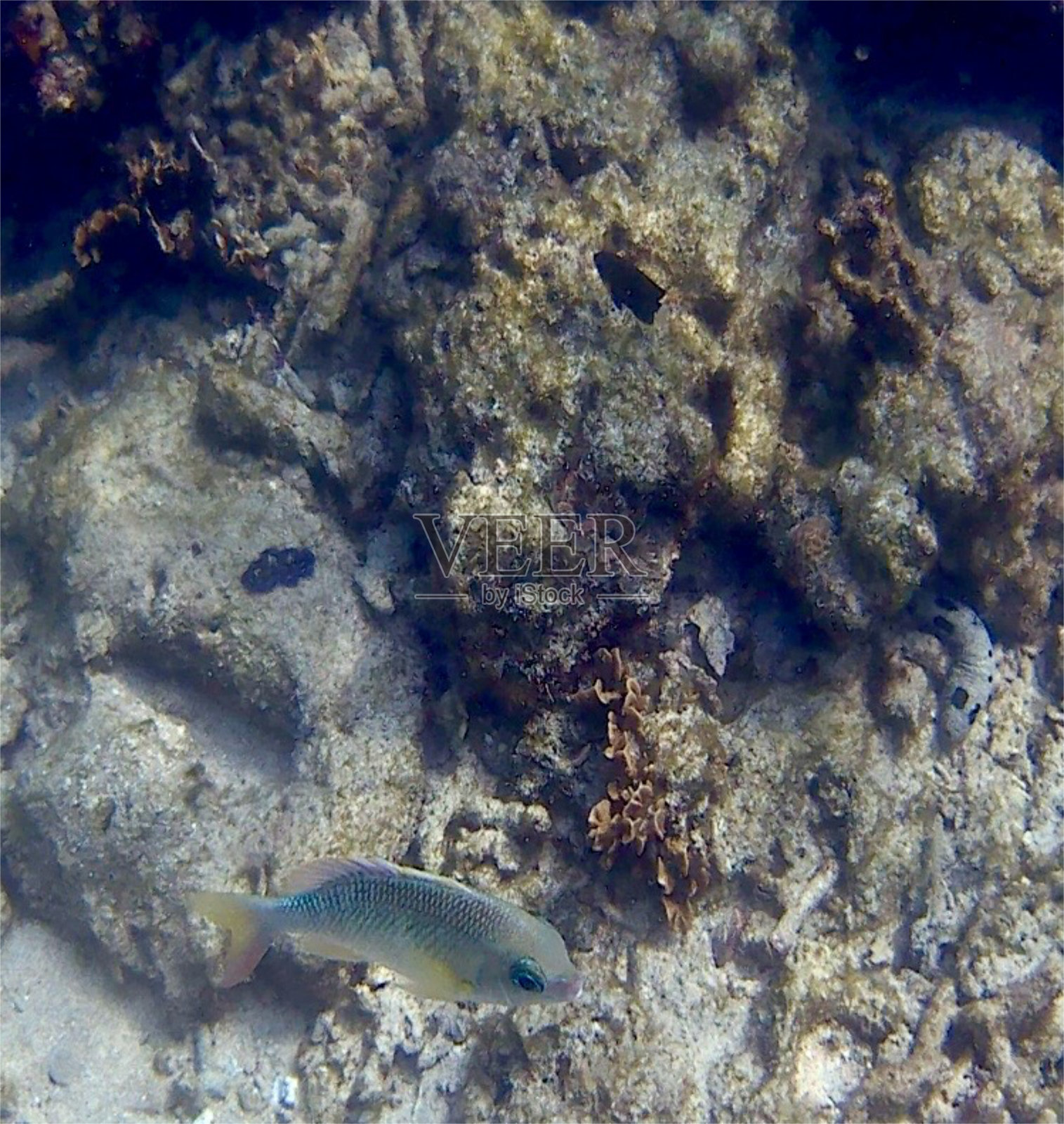 泰国科陶的鱼照片摄影图片