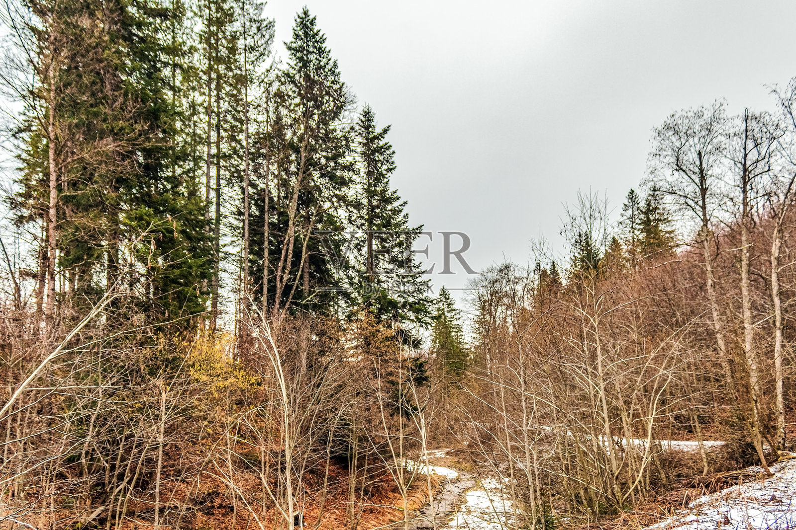 风景 - 森林 - 欧洲,罗马尼亚,苏恰瓦地区照片摄影图片