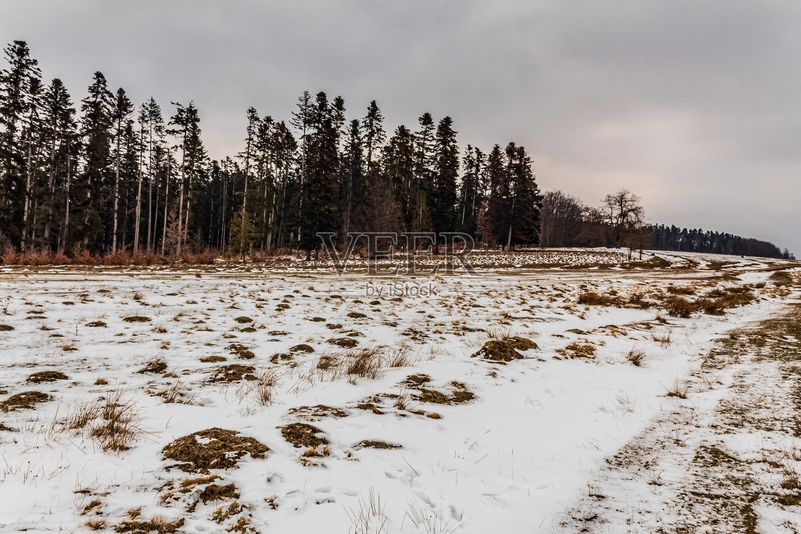 风景 - 森林 - 欧洲,罗马尼亚,苏恰瓦地区照片摄影图片