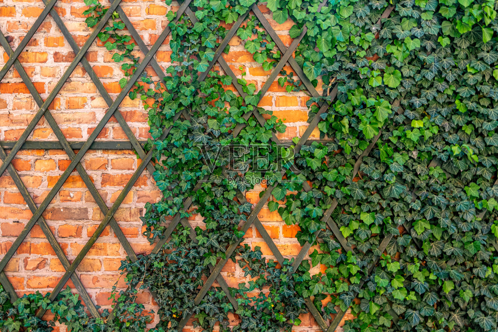 红砖风化墙与绿色常春藤照片摄影图片