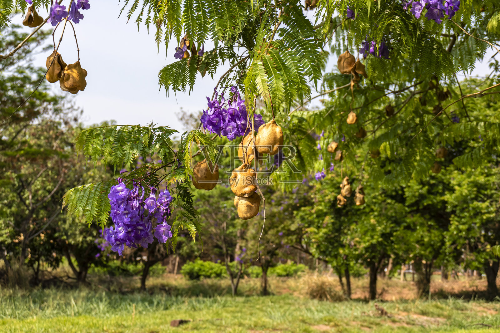 巴西的紫葳花。学名:Jacaranda mimosaefolia D. Don。这是一种原产于阿根廷、玻利维亚和巴西南部的观赏树,在其自然栖息地中受到威胁。照片摄影图片