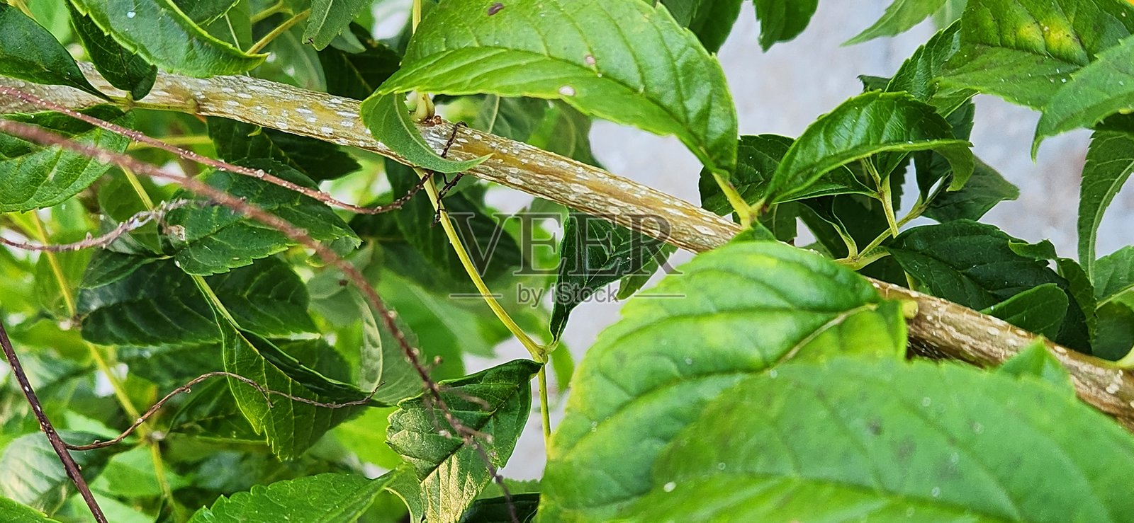 黄喇叭花(Tecoma stans)具有复叶,深绿色,锯齿状,形成茂密的树冠。它的叶子增强了树木对热和干旱的抵抗力,确保其在贫瘠土壤中的生存,使其成为园林绿化的绝佳选择。照片摄影图片