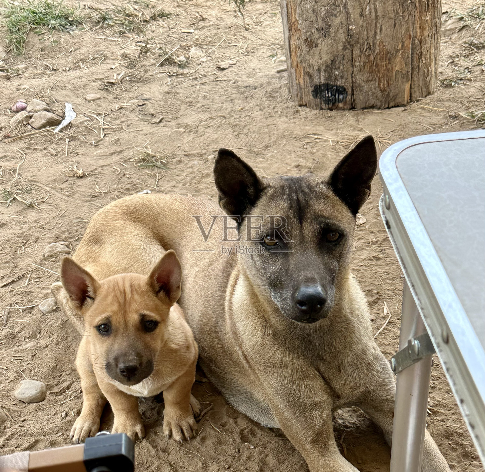 泰国拜县的狗照片摄影图片