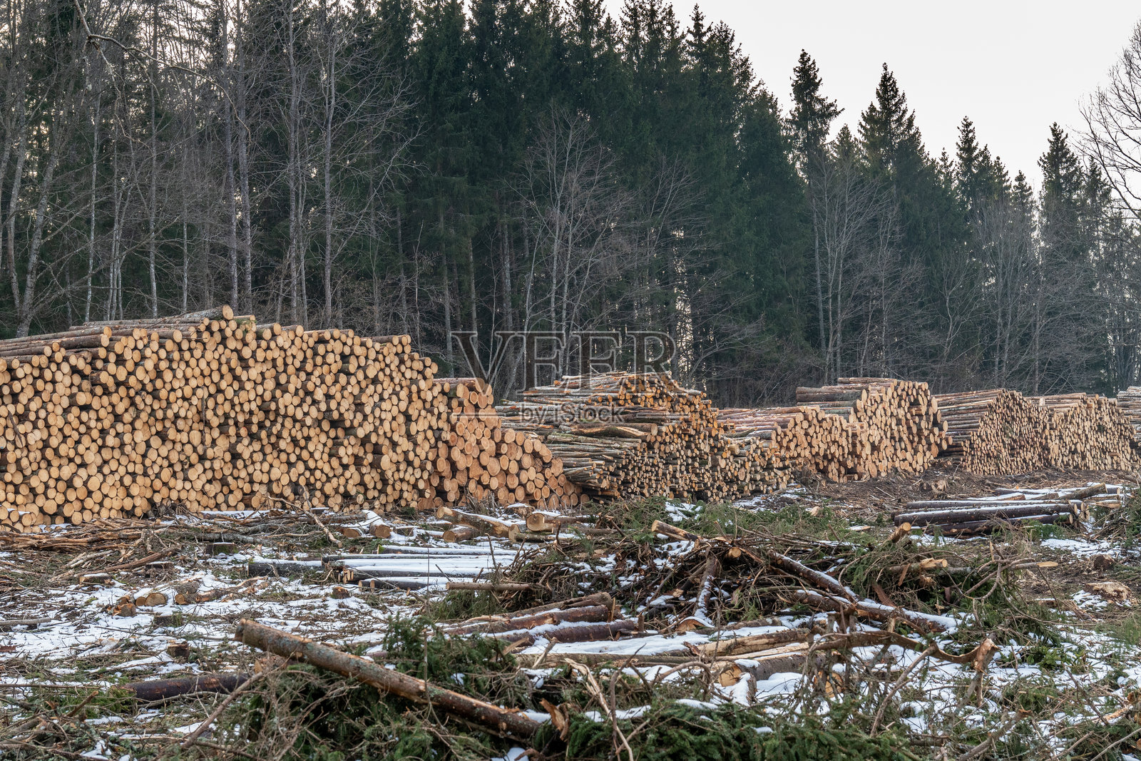 被砍伐的区域堆放的木材原木,背景是雪覆盖的森林。冬季景观中的伐木场,堆积着切割好的木材。照片摄影图片