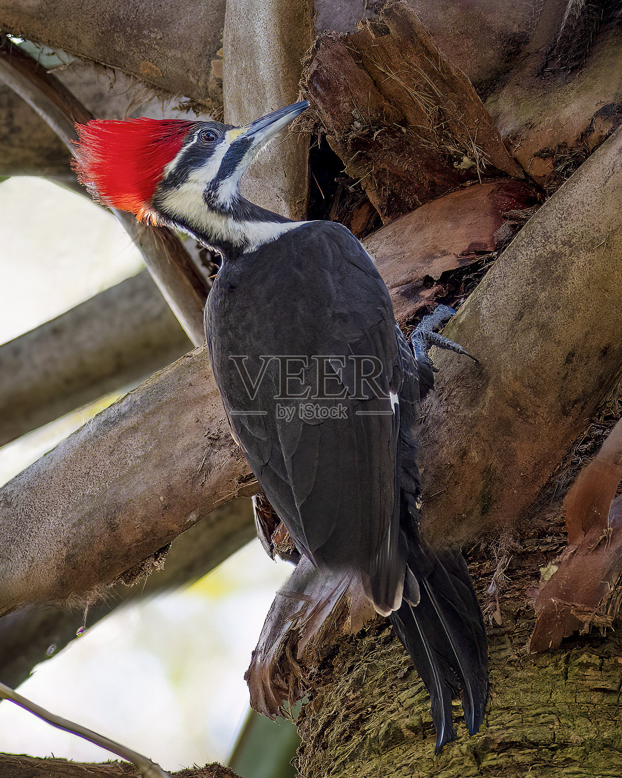 蓝泉的冠斑啄木鸟照片摄影图片