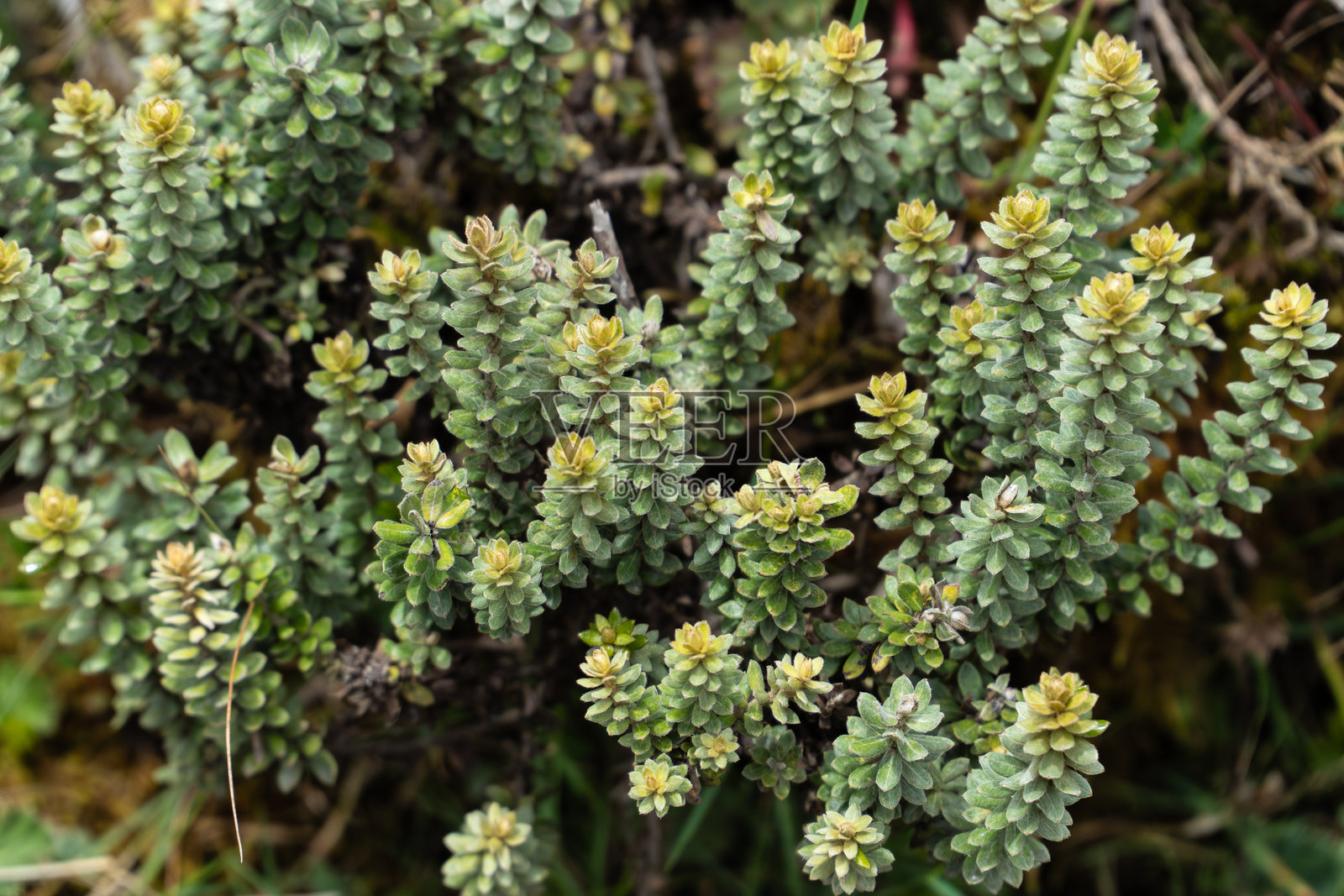 无味的石莲花,六角石莲多肉多年生植物。开花的多肉植物照片摄影图片
