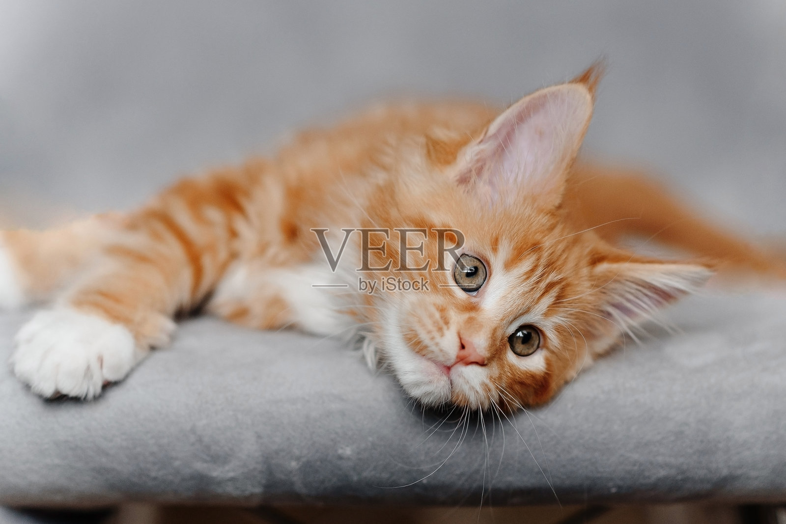 姜黄色的缅因猫小猫在家里玩耍照片摄影图片