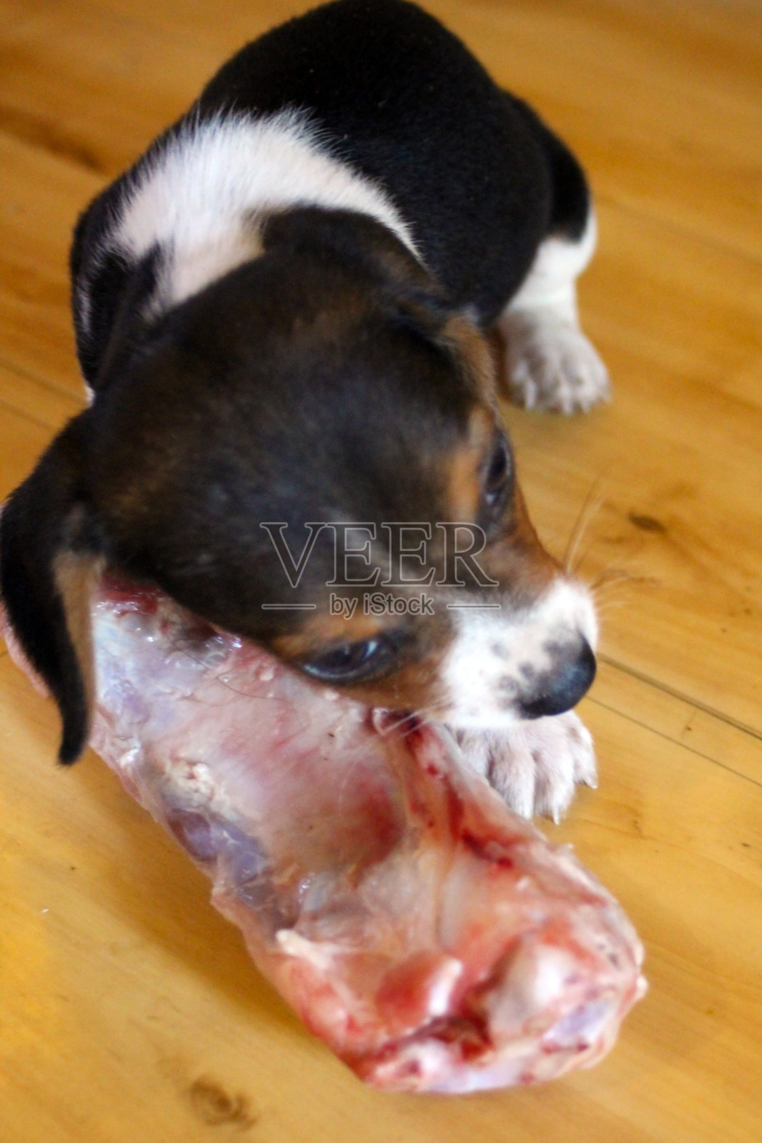 可爱的小比格犬幼犬在啃生骨头照片摄影图片