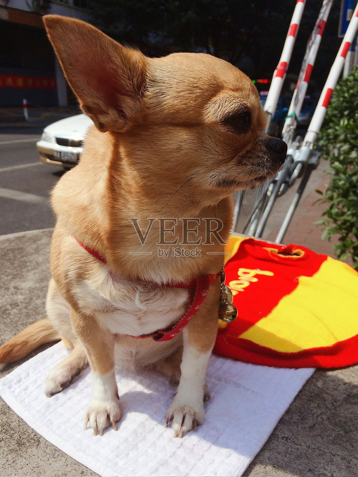 一只棕色的吉娃娃在路边晒太阳照片摄影图片