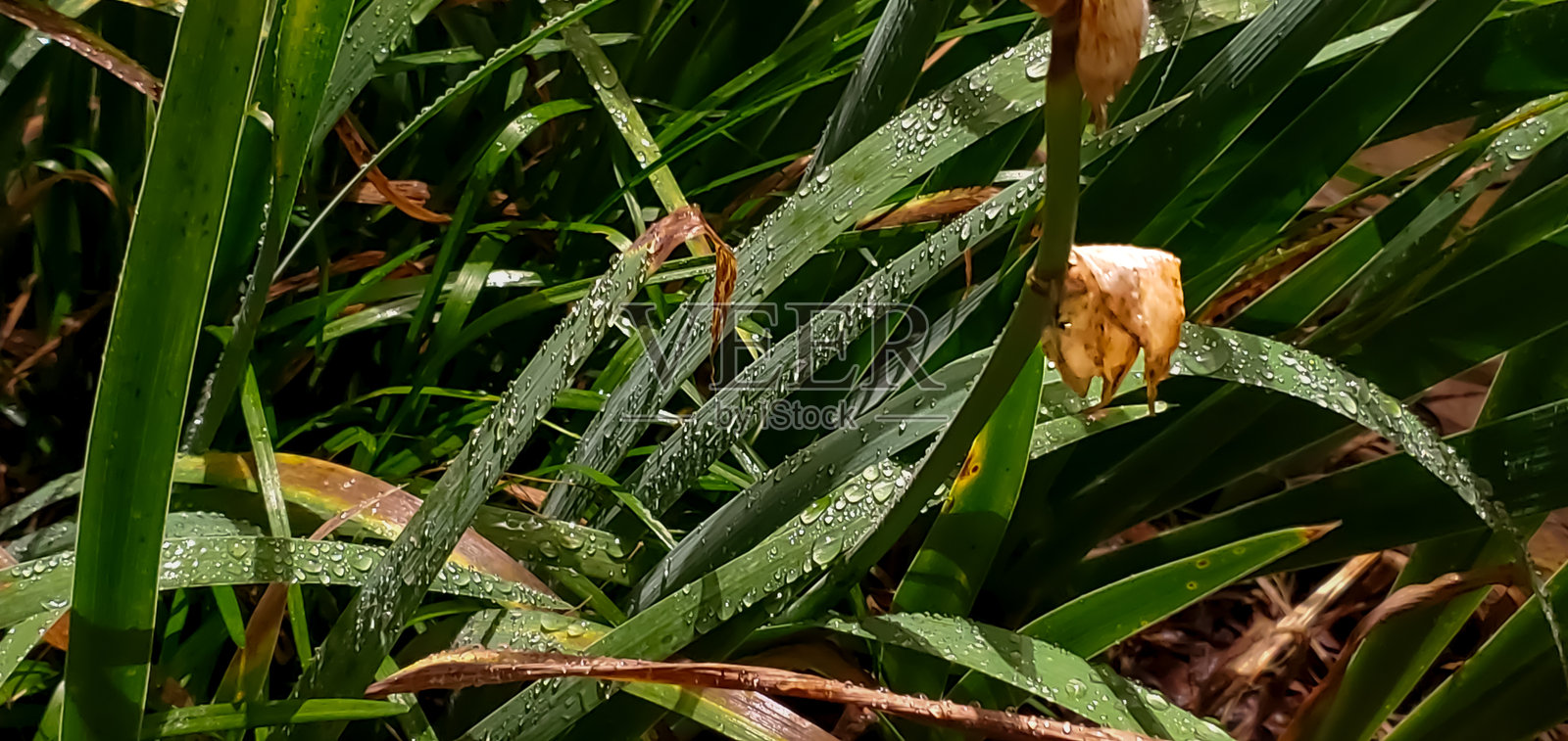 带须鸢尾叶上的闪亮雨滴照片摄影图片