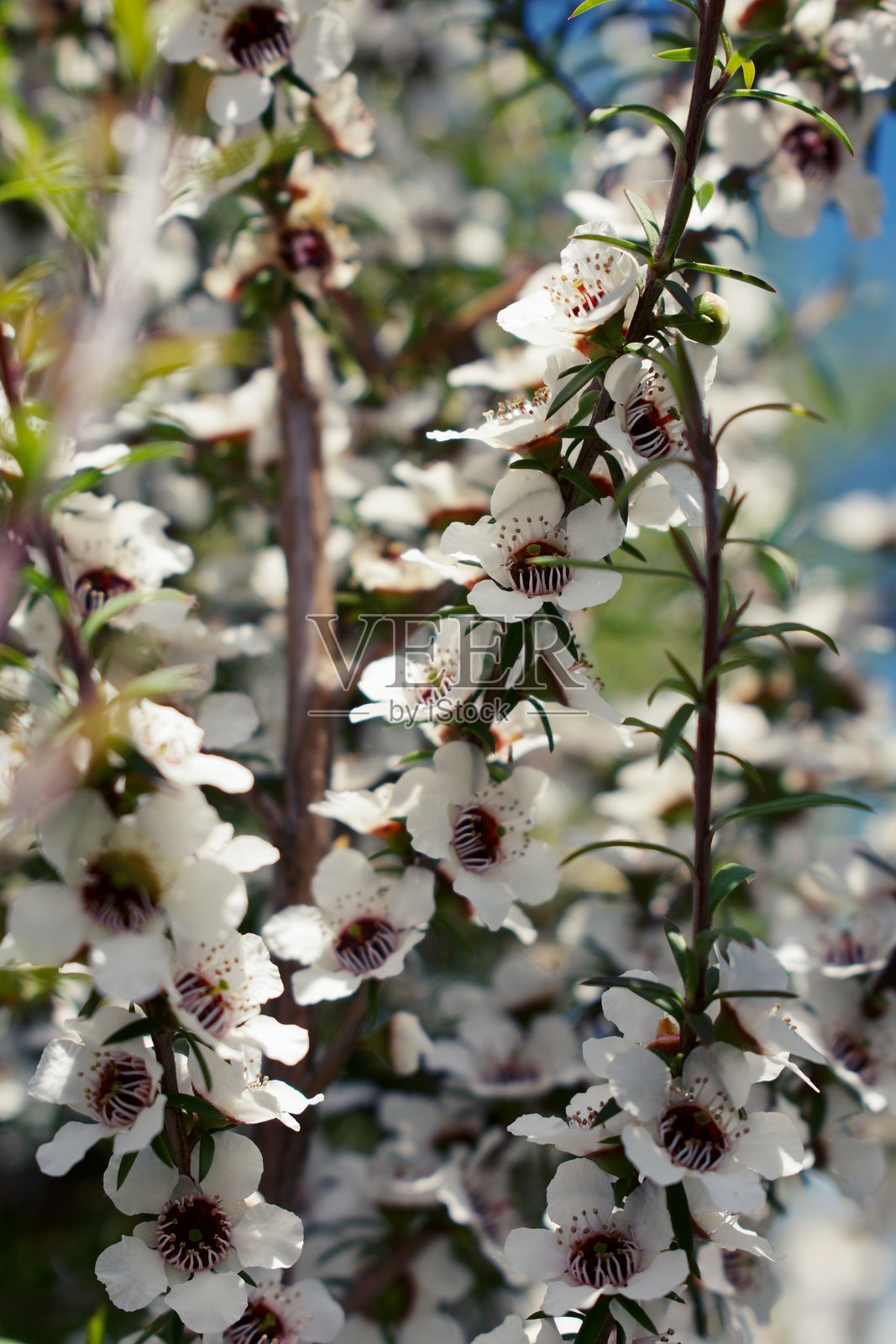 花开的麦卢卡茶树(Leptospermum scoparium)照片摄影图片