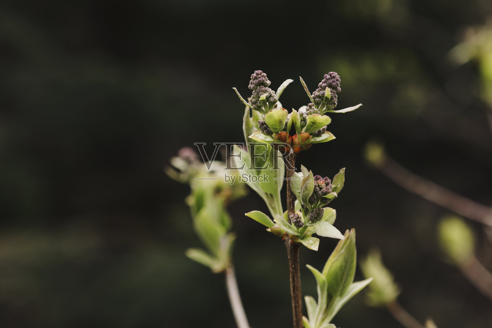 丁香花苞照片摄影图片