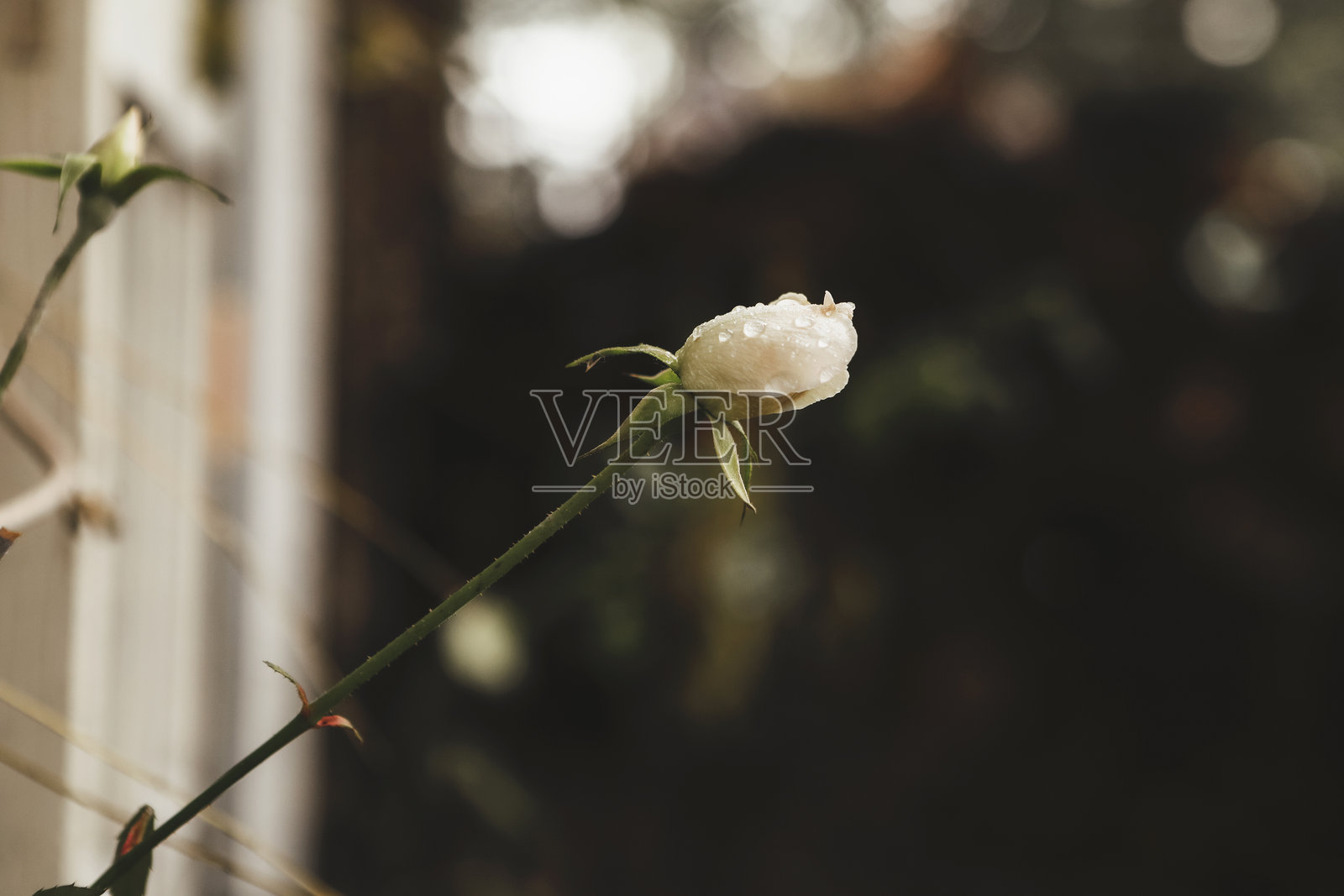 玫瑰花蕾照片摄影图片