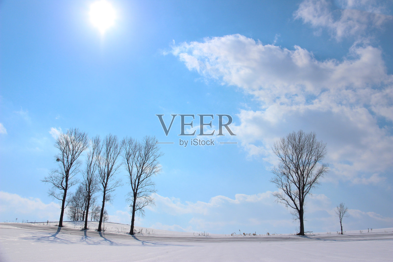 雪山上的树木和蓝天照片摄影图片