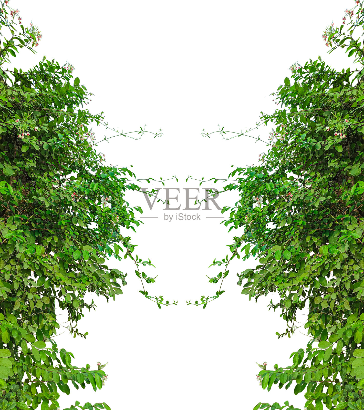 绿色植物框架,树干上生长的绿色植物,孤立的绿色草坪框架,透明背景上的一束叶子,攀爬藤蔓,孤立的绿色常春藤树PNG。照片摄影图片