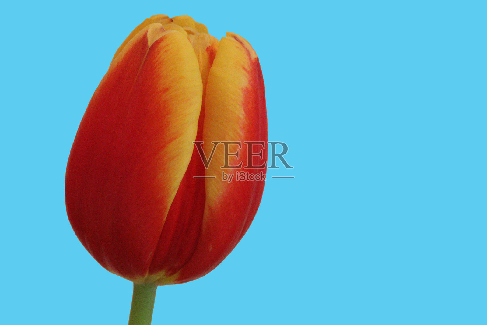 郁金香照片摄影图片