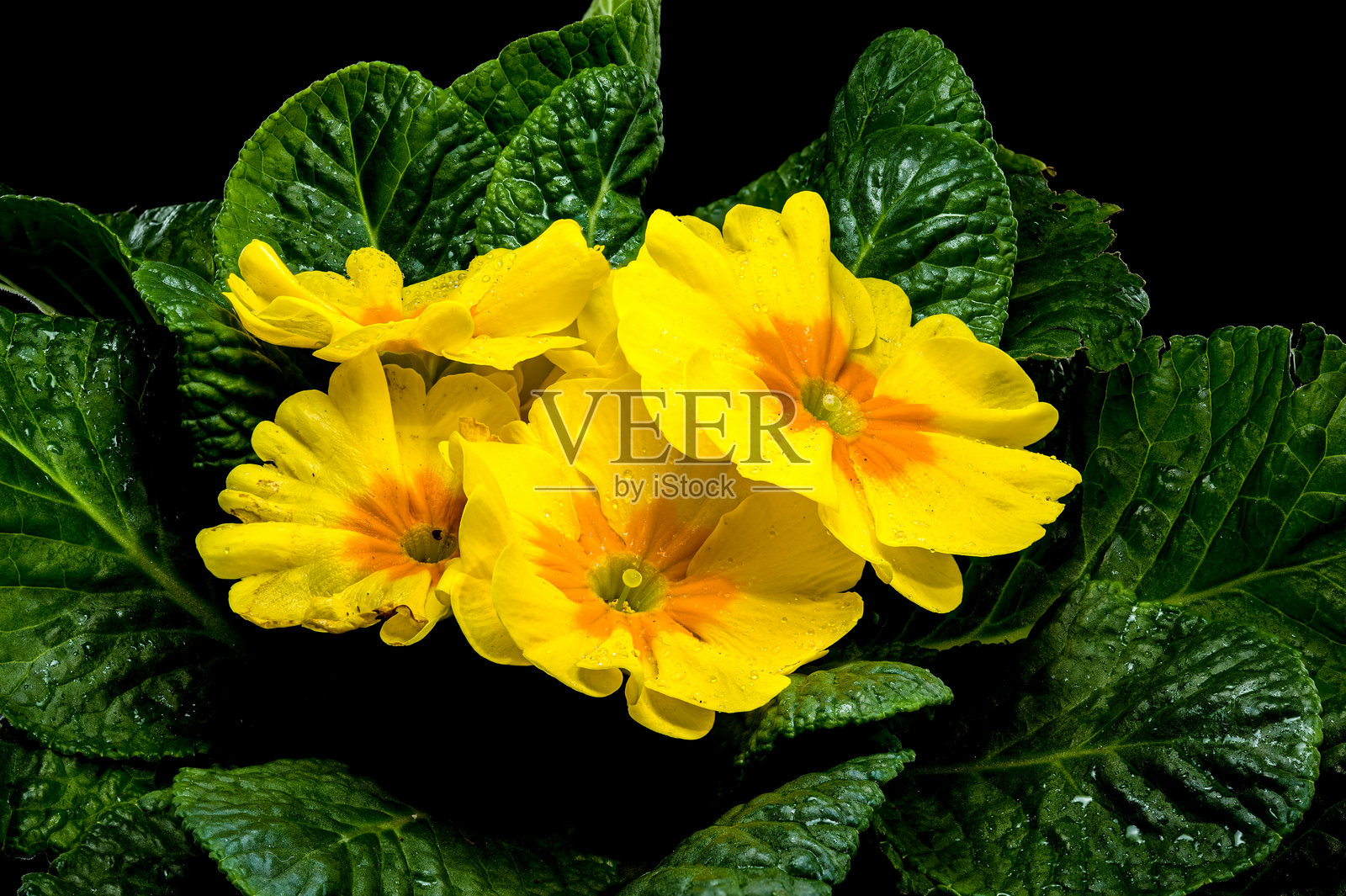 黑色背景上的黄色报春花盛开照片摄影图片