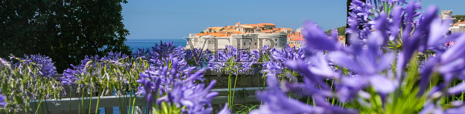 克罗地亚达尔马提亚地区杜布罗夫尼克-内雷特瓦县的尼罗河百合(非洲百合)照片摄影图片