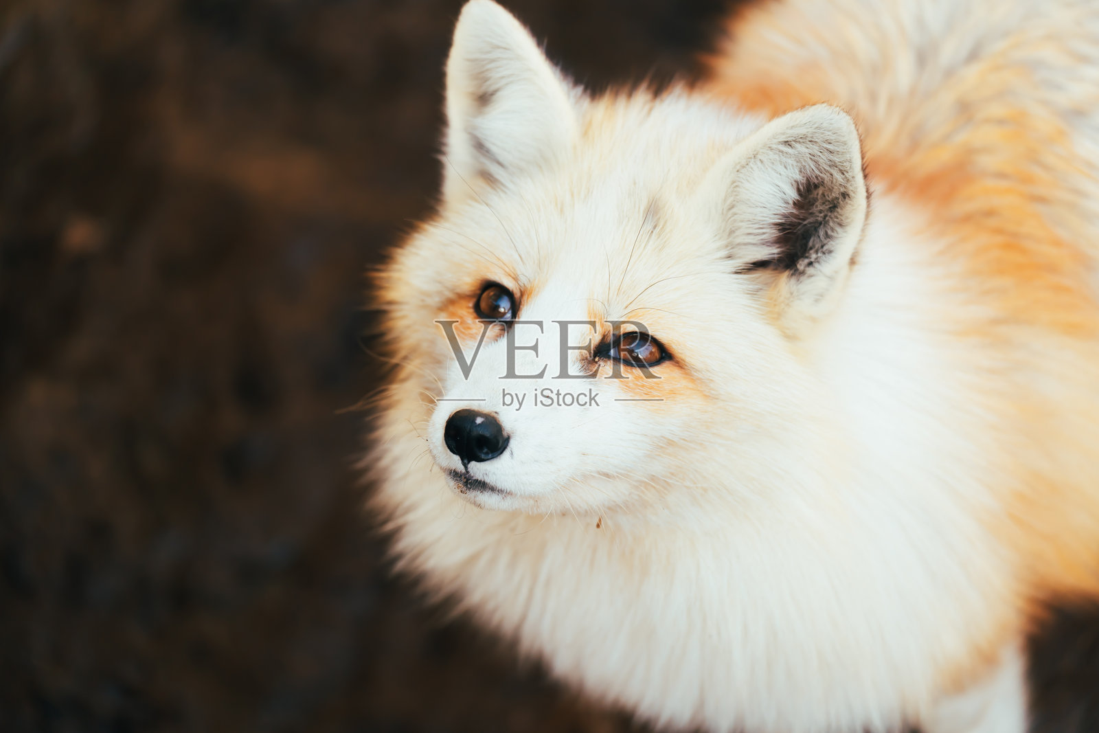 宫城村里有狐狸。照片摄影图片