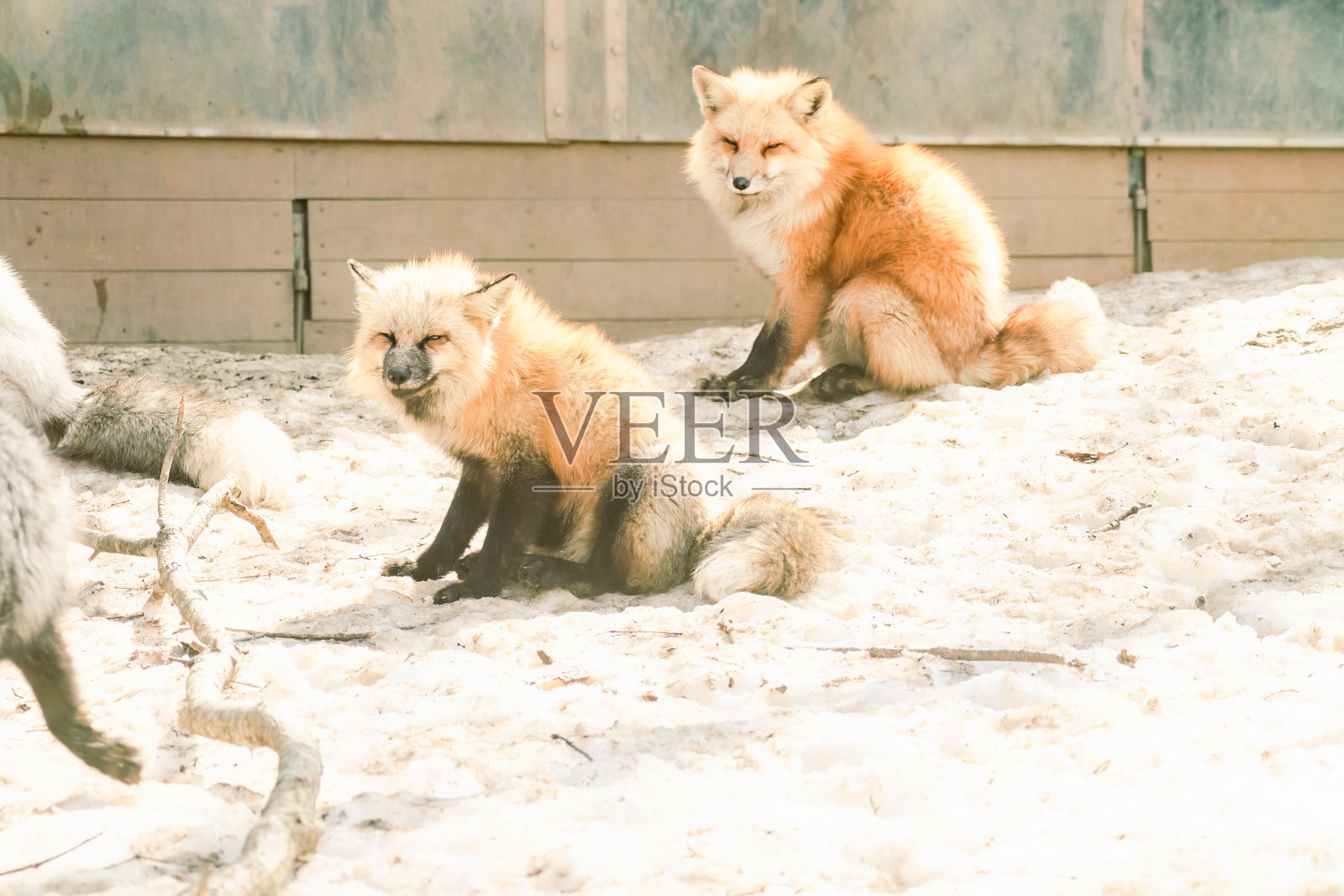 宫城村里有狐狸。照片摄影图片