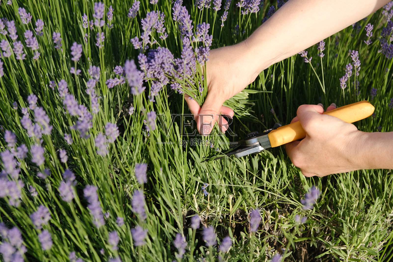 一位女性的手在薰衣草田中用剪刀剪下薰衣草花朵。照片摄影图片
