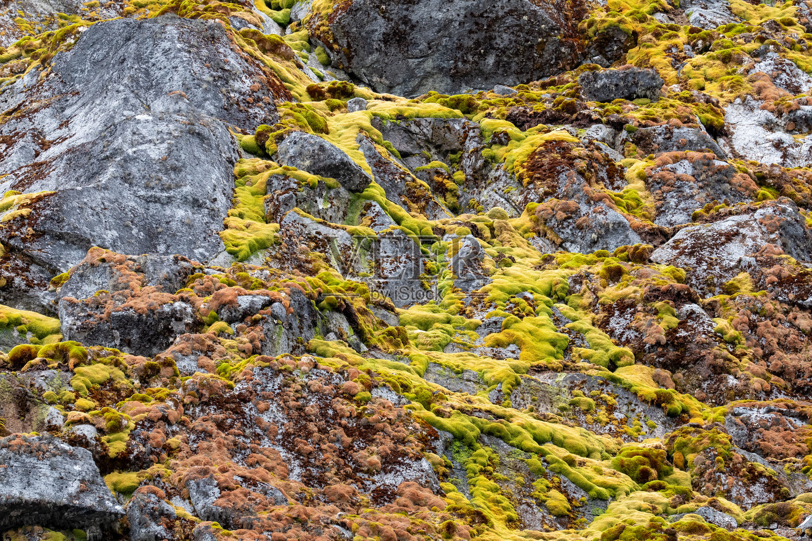 南极洲的植物。南极洲的自然。苔藓。南极洲的夏天。照片摄影图片