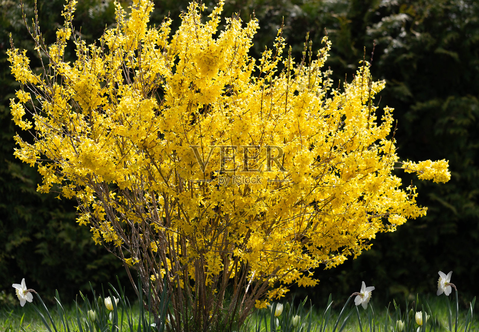 春季花园中的黄色连翘灌木。连翘象征着春天、重生和自然的觉醒。明亮的黄色花朵体现了阳光的温暖、快乐、希望和新生命循环的开始。照片摄影图片