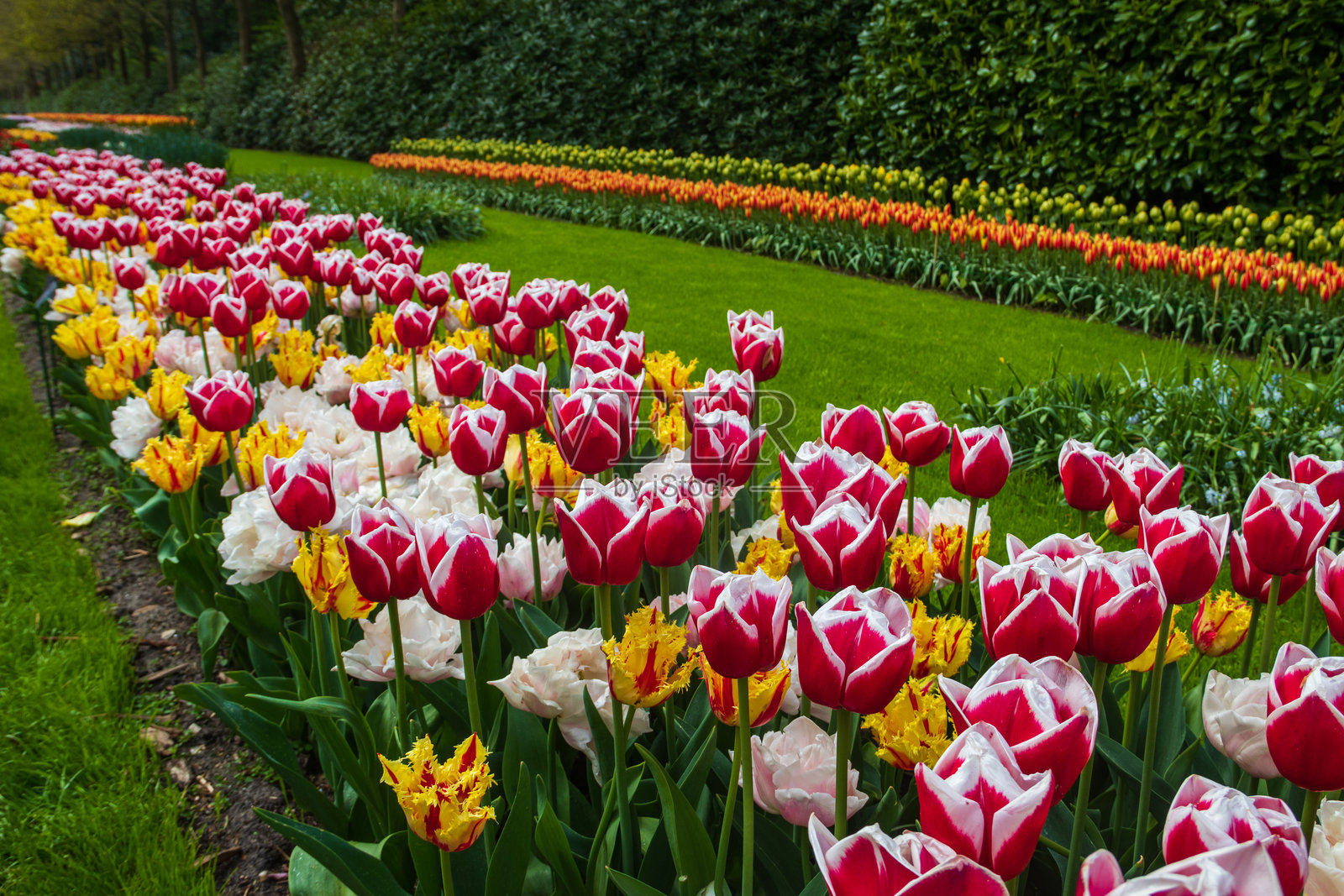荷兰利瑟的库肯霍夫郁金香花园中的五彩缤纷的花坛。库肯霍夫是世界上最美丽的春季花园。荷兰利瑟的美丽观赏花园景观。照片摄影图片