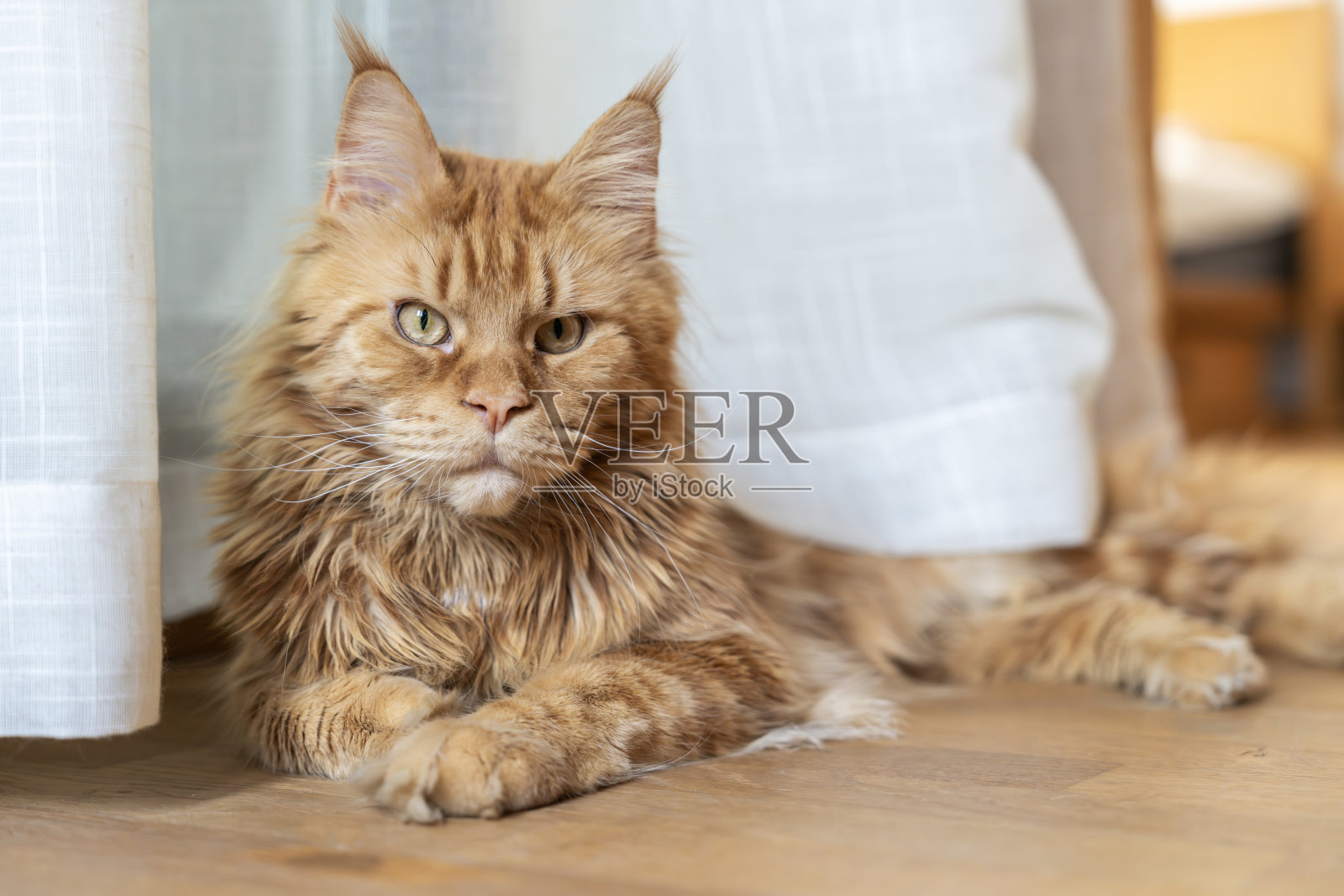 美丽的缅因猫躺在硬木地板上照片摄影图片