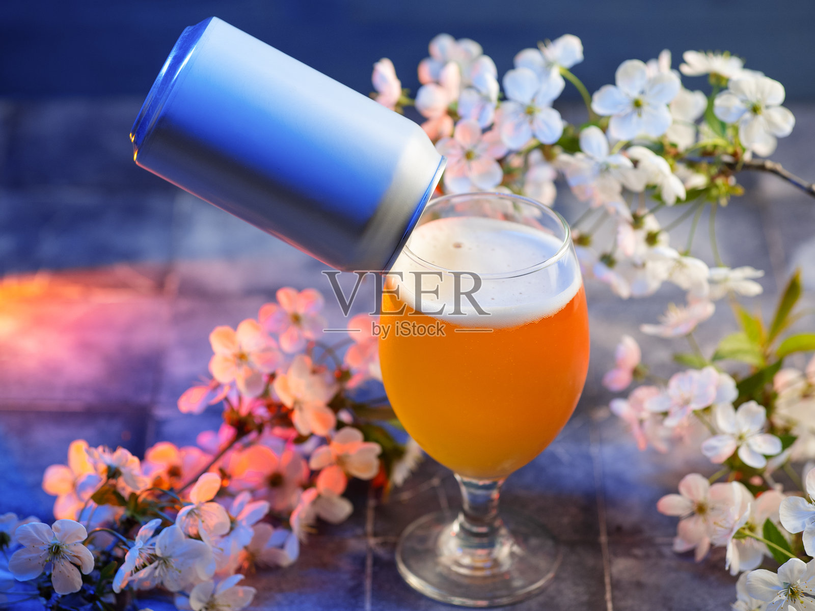 蓝色桌子上的玻璃杯中盛着手工IPA啤酒,旁边有白色樱花和啤酒罐。照片摄影图片