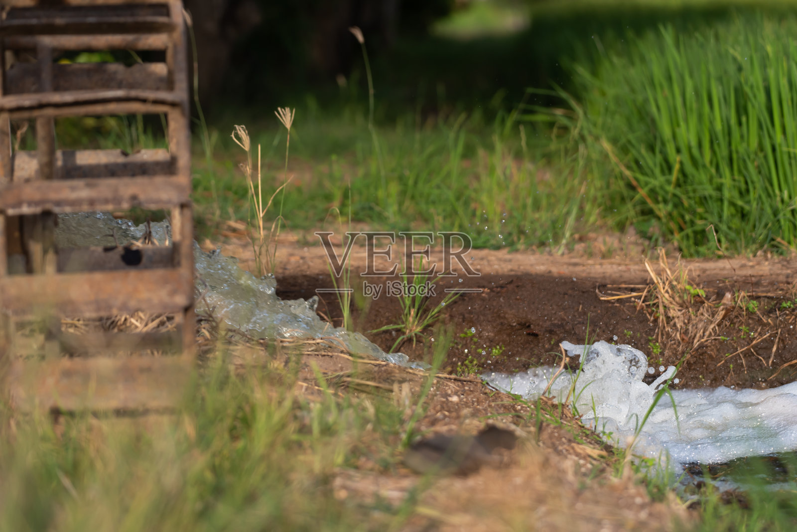 稻田的灌溉自然景观照片摄影图片