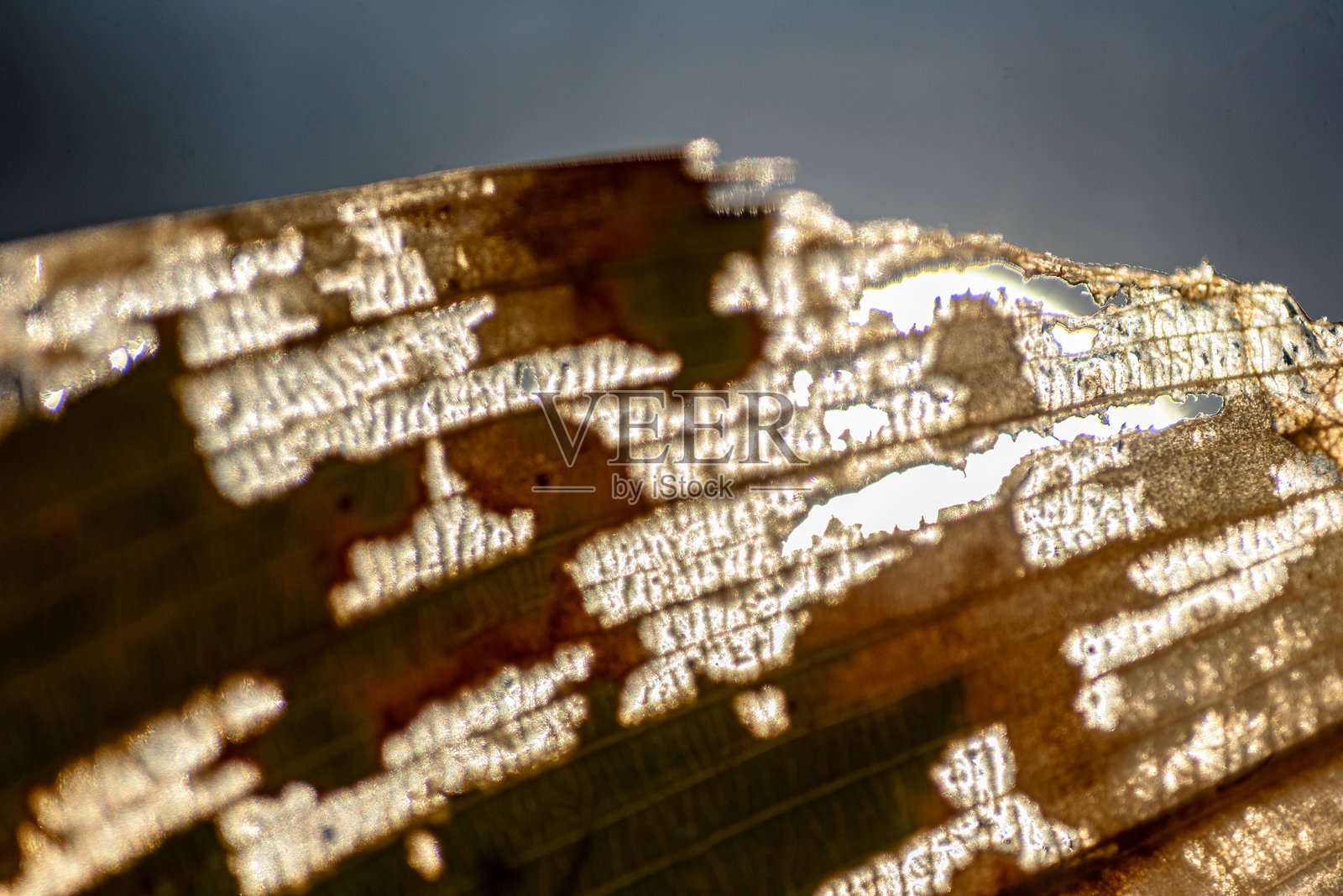 叶子纹理的抽象特写,背光下的水生植物,抽象结构照片摄影图片