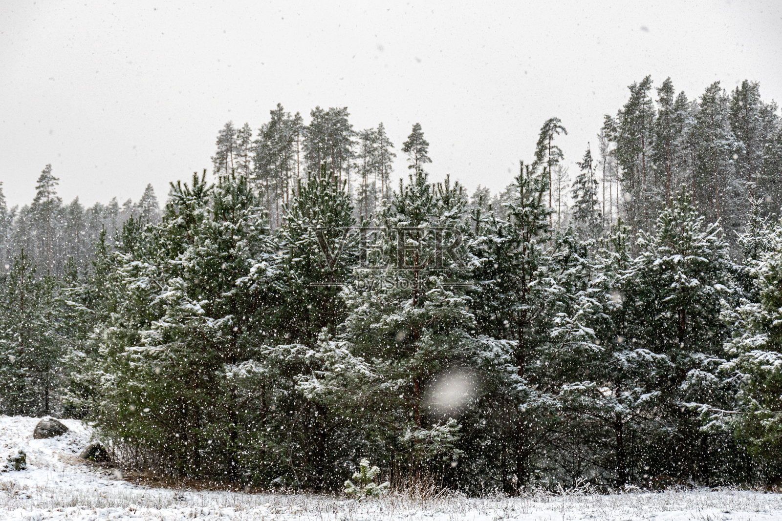 冬季森林风景,神奇的雪覆盖树木,华丽的冬日照片摄影图片