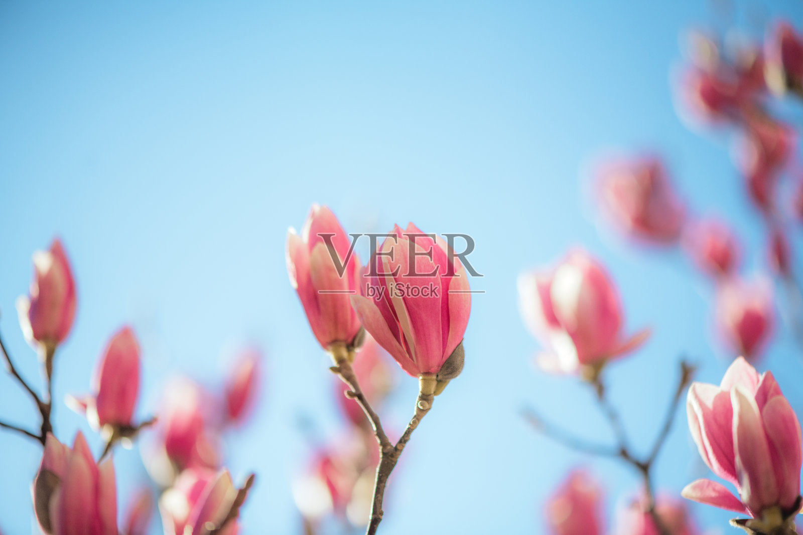 玉兰花特写照片摄影图片