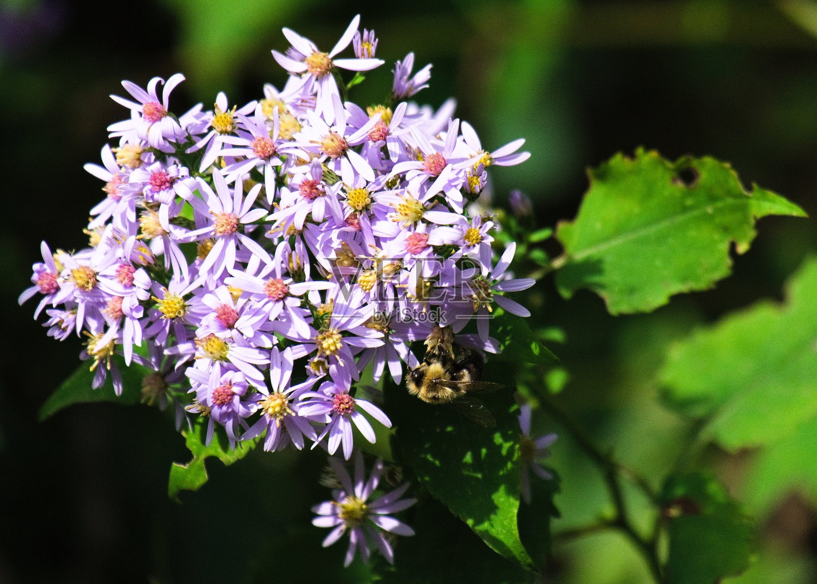 蜜蜂为紫色花朵授粉照片摄影图片