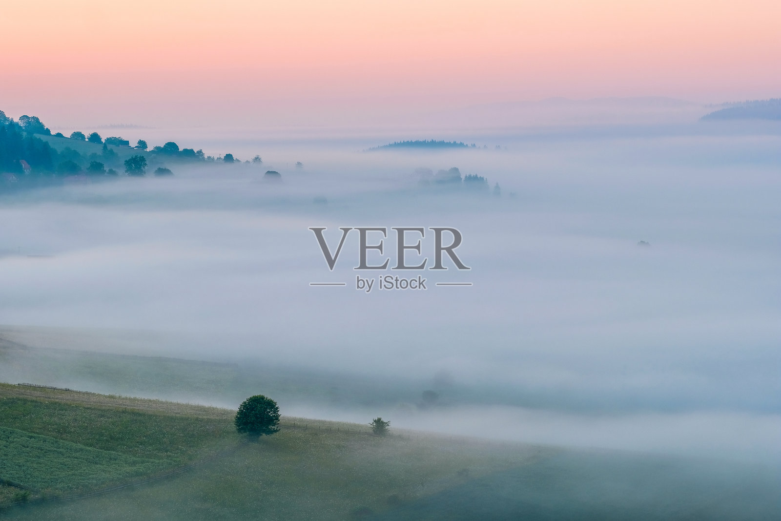 雾气弥漫的风景,树木笼罩在薄雾中,粉色的天空,宁静的景色,梦幻般的感觉照片摄影图片