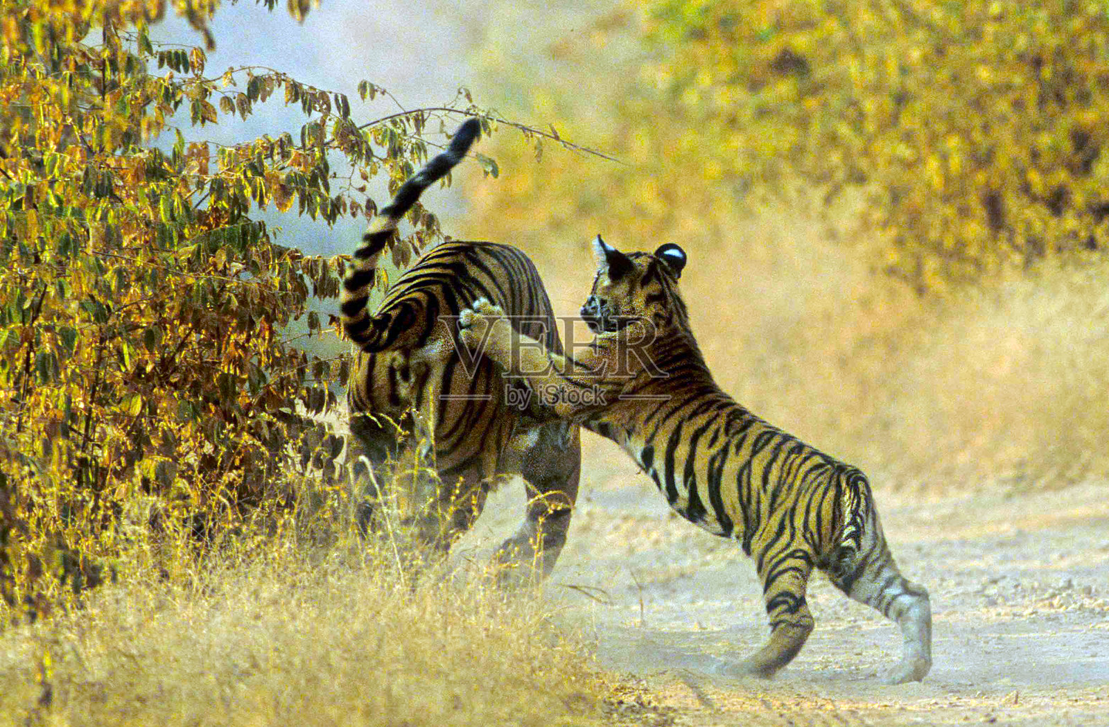 皇家孟加拉虎照片摄影图片