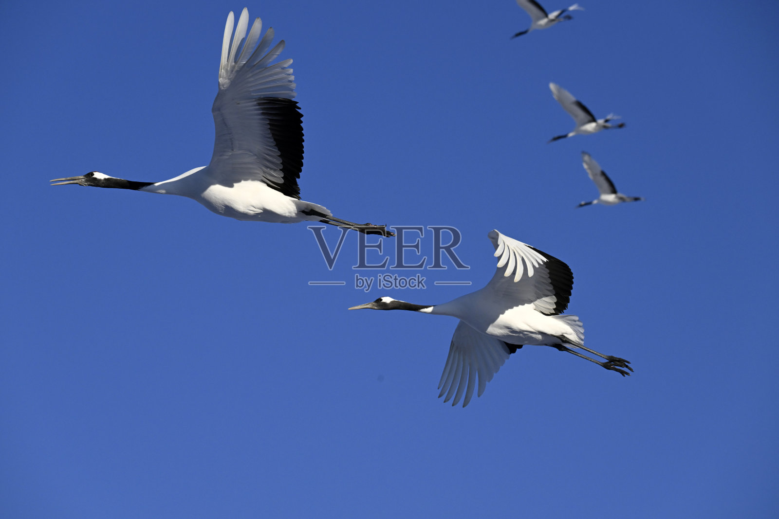 日本北海道钏路的丹顶鹤照片摄影图片